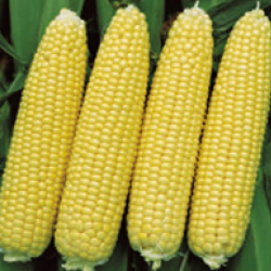 Kukurydza cukrowa Challenger F1 5000 nasion st